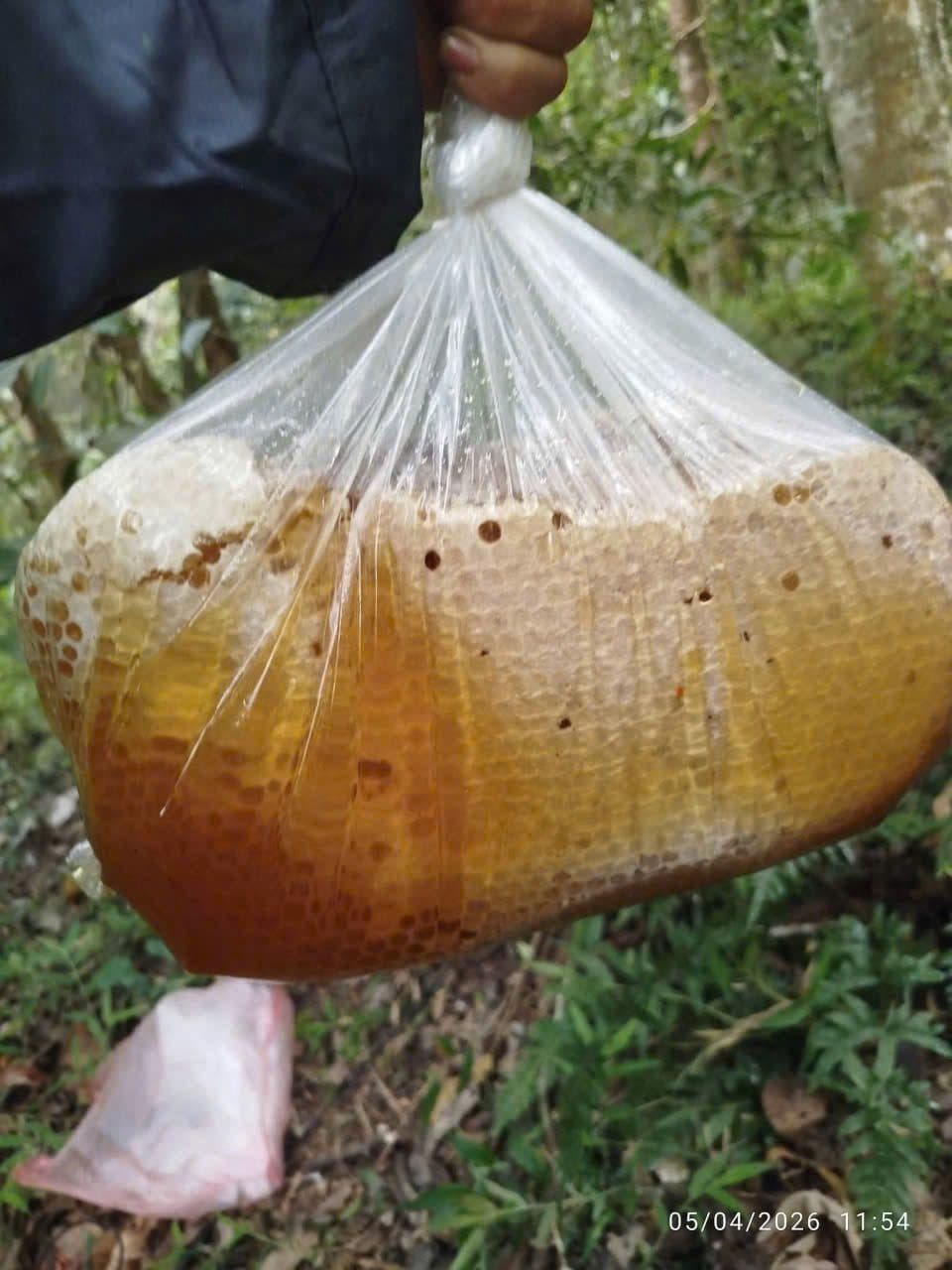 Wild Forest Honey