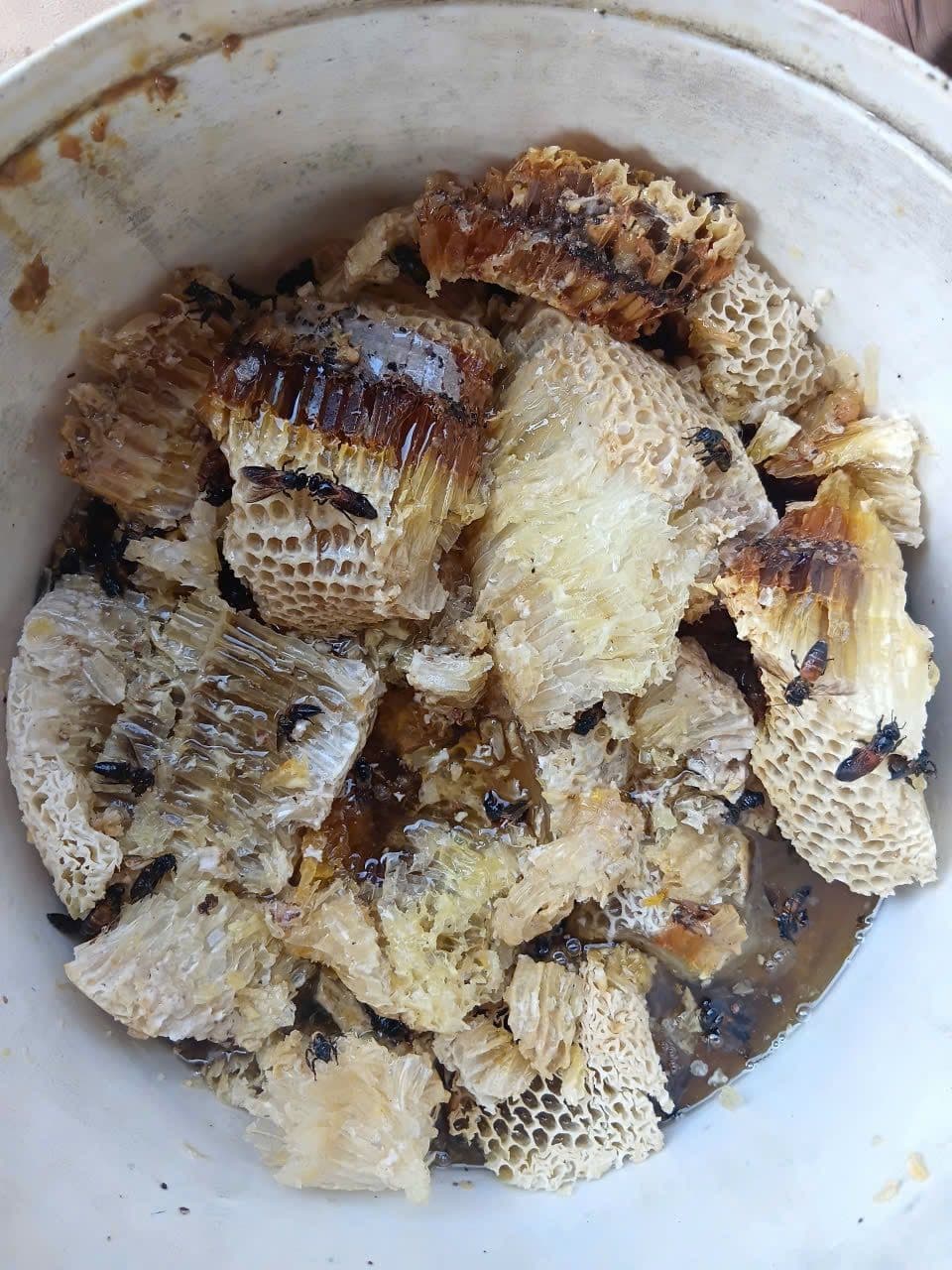 Wild Forest Honey