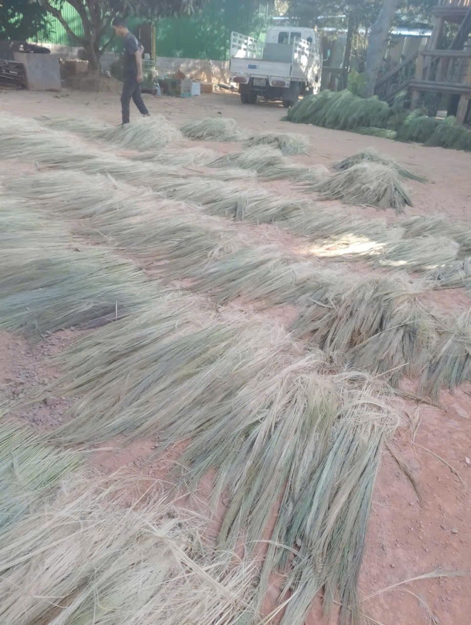 Broom Grass - Đót Chổi